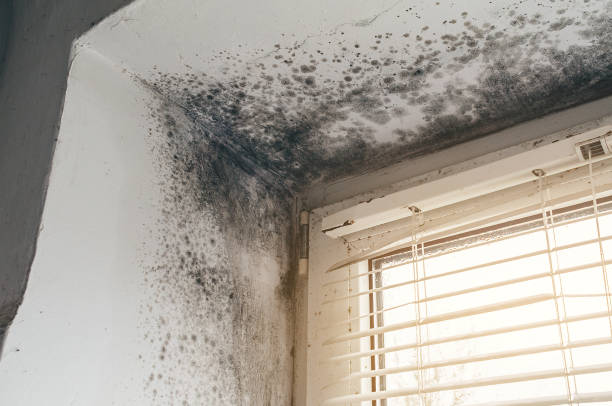 Affordable Commercial Mold Remediation solutions in Joint Base Mdl, NJ